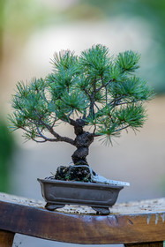 Bonsai
