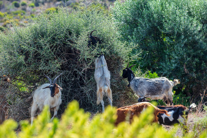Faune corse