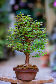 Bonsai