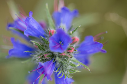Flore corse