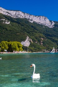 Cygne sur le Lac d'Annecy
