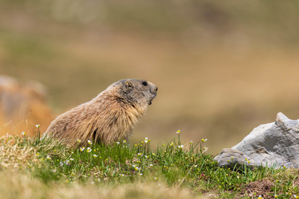 Marmotte