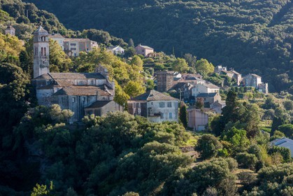 Pino