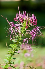 Flore Méditerranéenne
