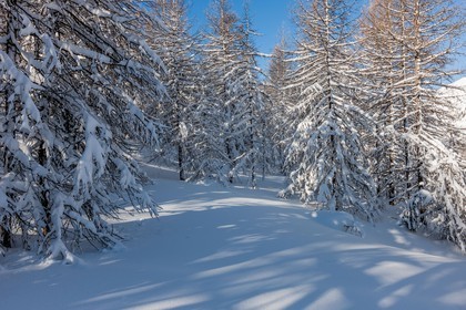 Isola 2000