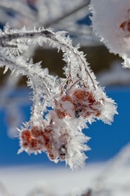 Cristaux de neige