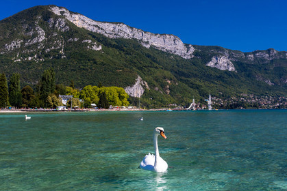 Cygne sur le Lac d'Annecy