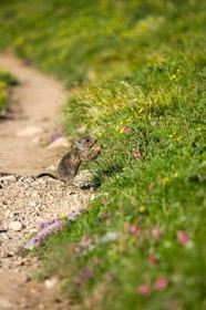Marmotte, Marmota
