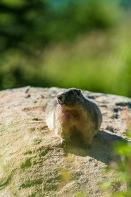 Marmotte