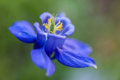 Flore Alpine,Ancolie des Alpes, Aquilegia alpina.
