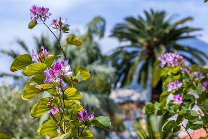 Arbre à orchidées; Bauhinia
