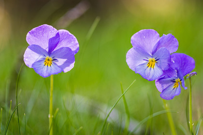 Flore alpine
