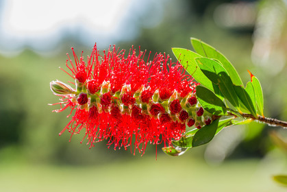 Flore Méditerranéenne