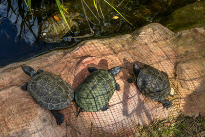 Tortue
