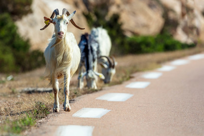 Faune corse