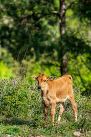 Faune corse