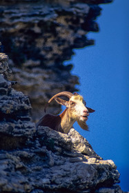 Chèvre corse