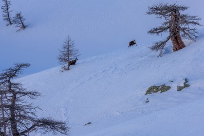 Chamois