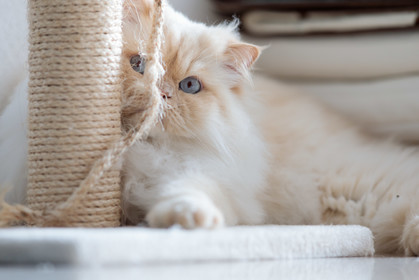 Chat