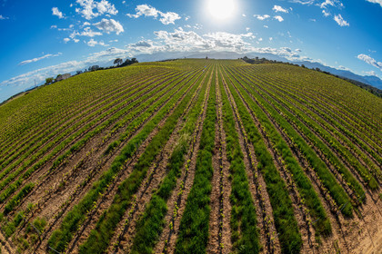 Vignoble corse