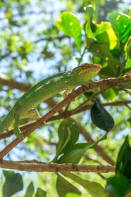 Caméléon, Endormi