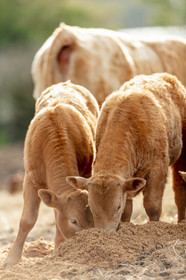 Faune corse