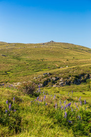 Plateau du Coscione
