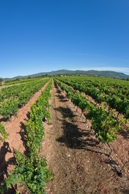 Vignes de Pierrefeu