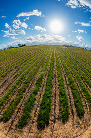 Vignoble corse