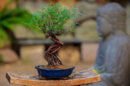 Bonsai