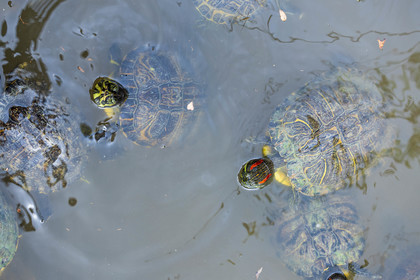 Tortue