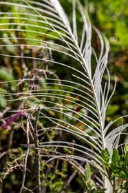 Six-Fours-les-Plages