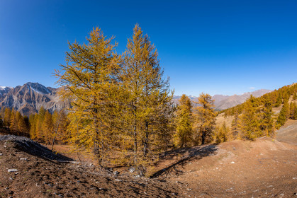 Auron