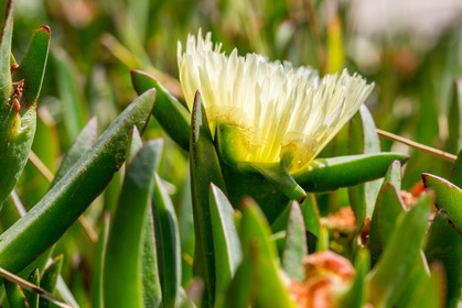 Flore Méditerranéenne
