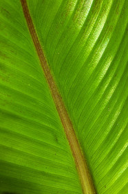 Flore méditerranéenne