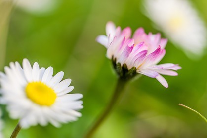 Marguerite, Leucanthemum vulgare