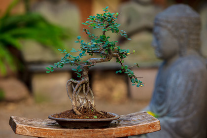 Bonsai
