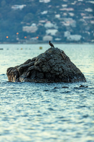 Cormoran