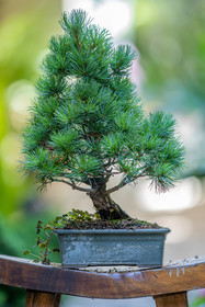 Bonsai
