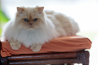 Chat
