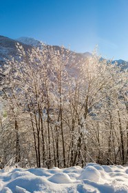 Auron