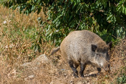 Sanglier