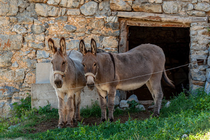 Faune Corse