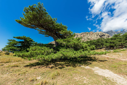Col de bavella