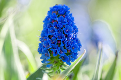 Flore Méditerranéenne