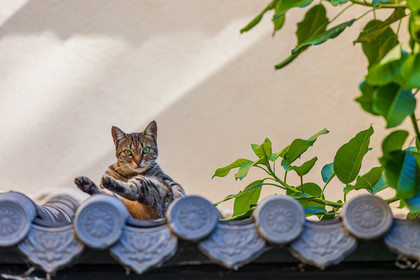 Bonsai
