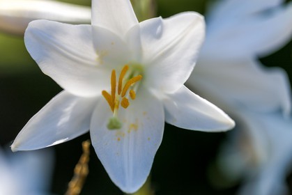 Flore Méditerranéenne