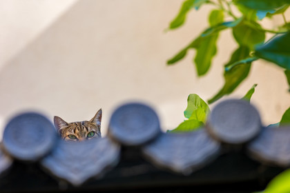 Bonsai