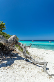 Saleccia
