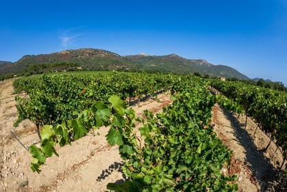 Vignoble corse